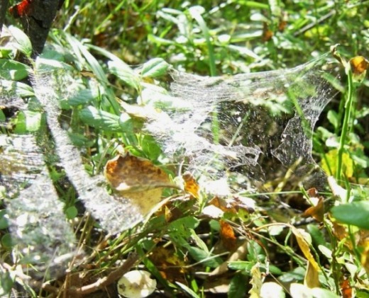 ������� ������� [�� ��]