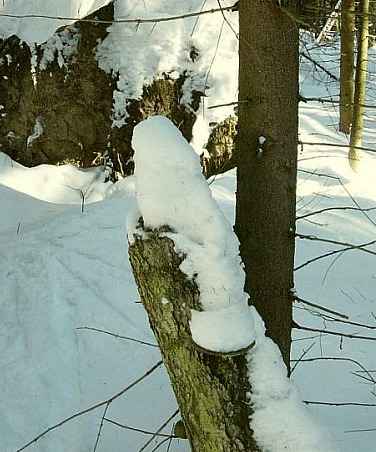 ������� ������� ������ [�� ��]