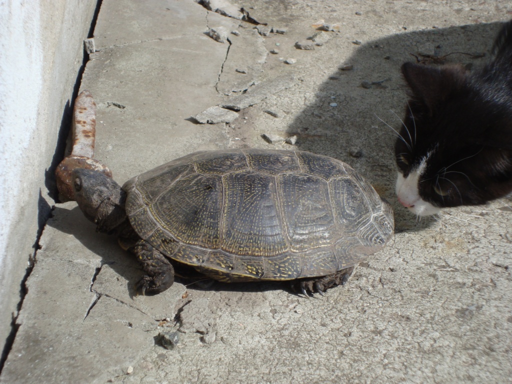  [������]